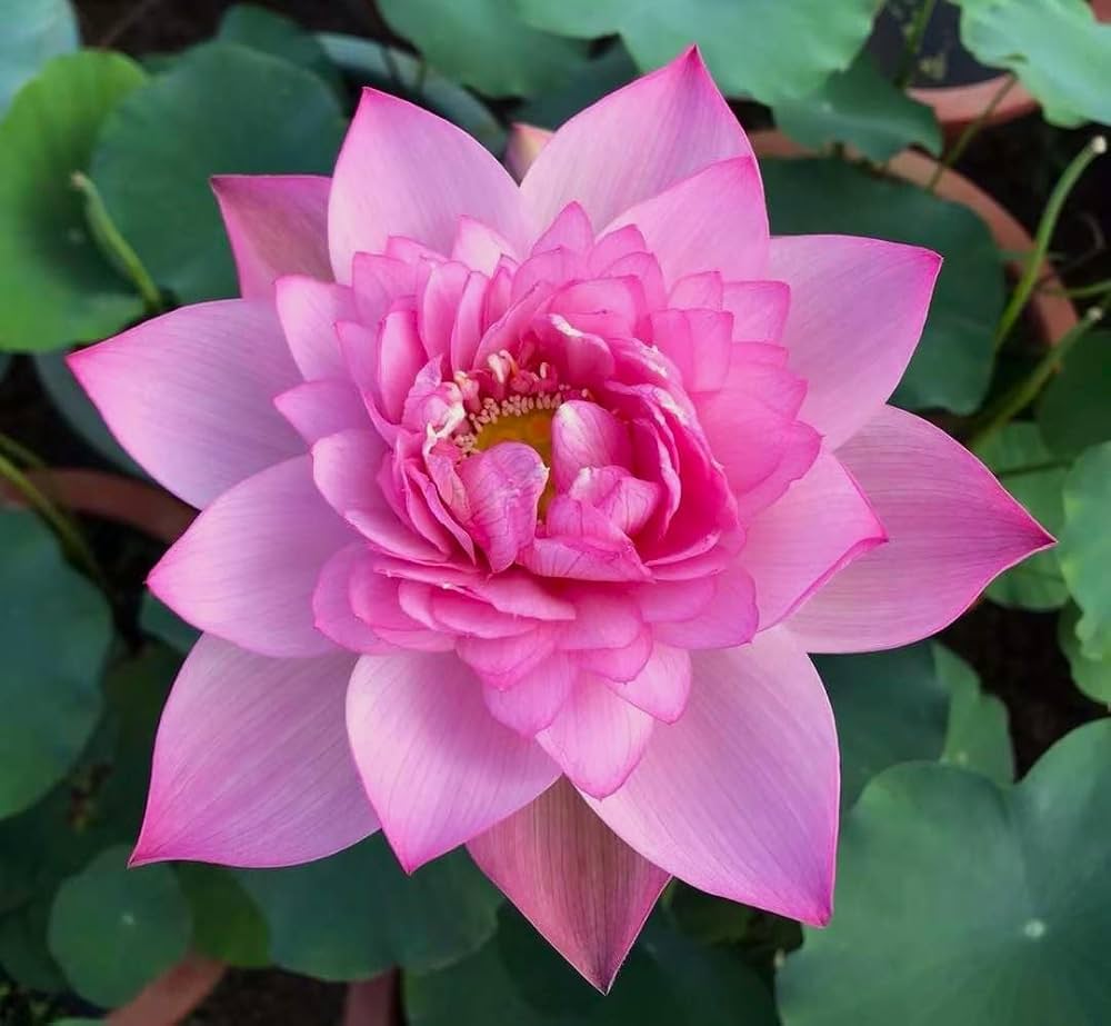 lotusmiles-pay-the-hoi-vien-lotusmiles-tich-hop-tinh-nang-thanh-toan